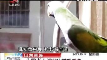 国产女s调教男奴在线,一场跨越界限的身心洗礼