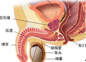 国产前列腺系列在线观看,深度解析国内影视佳作